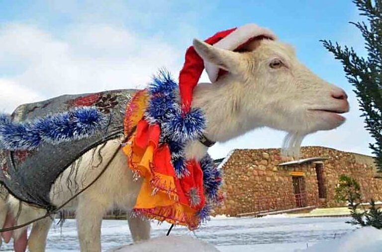 Как содержать коз зимой