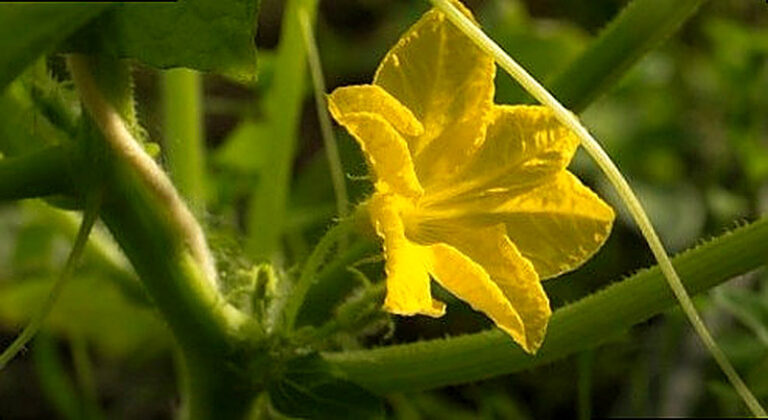 Огурцы пустоцветы что делать народные средства