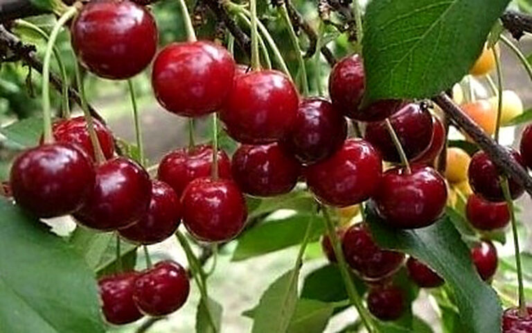 Почему черешня не плодоносит