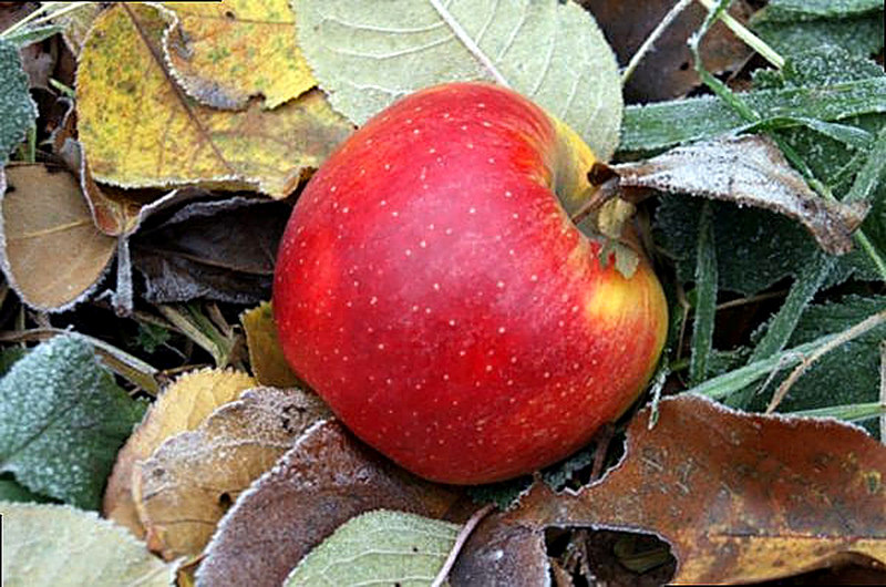 Почему яблоки падают с дерева не дозрев