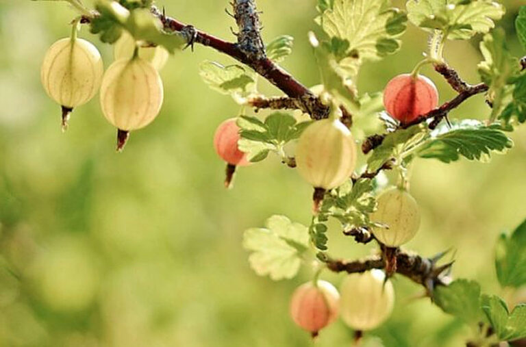 Почему крыжовник сбрасывает листья летом