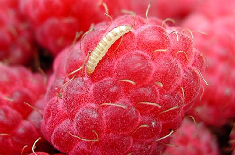 Почему малина червивая что делать