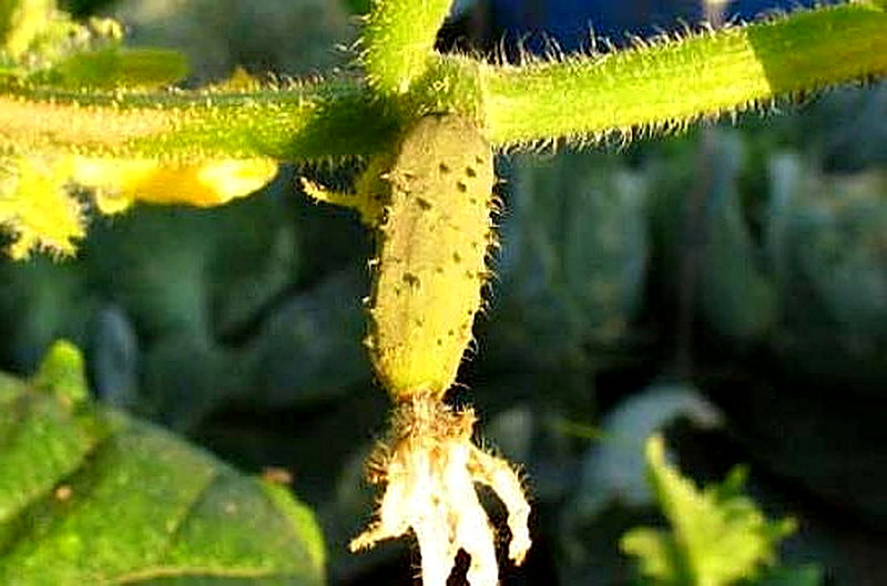 Почему огурцы желтеют и не растут