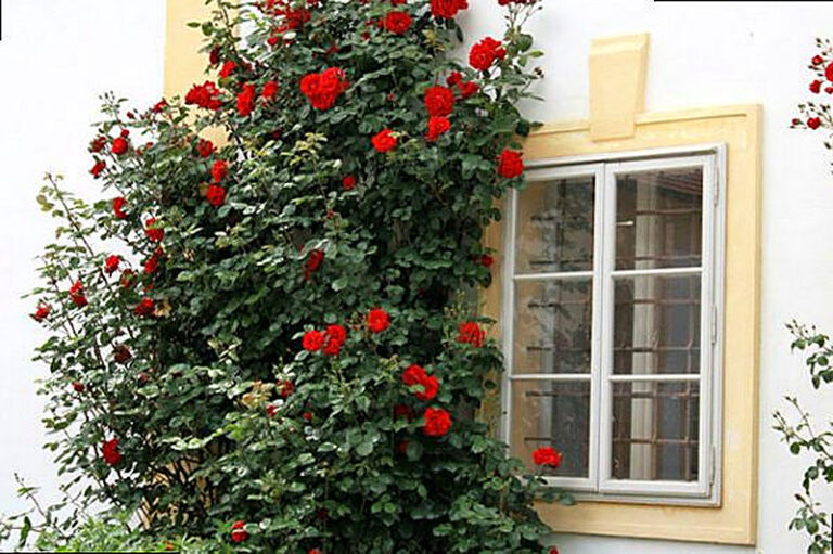 Почему розы не цветут а кустятся