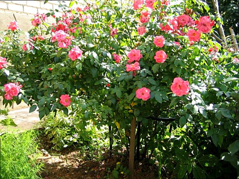 Почему розы превращаются в шиповник что делать