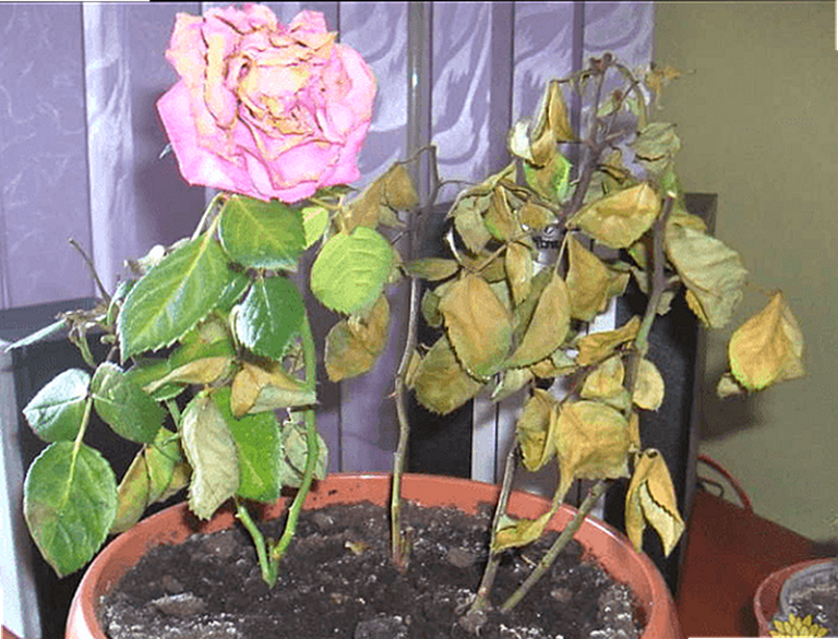 Почему розы сбрасывают листья летом