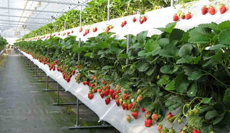 Выращивание клубники по голландской технологии