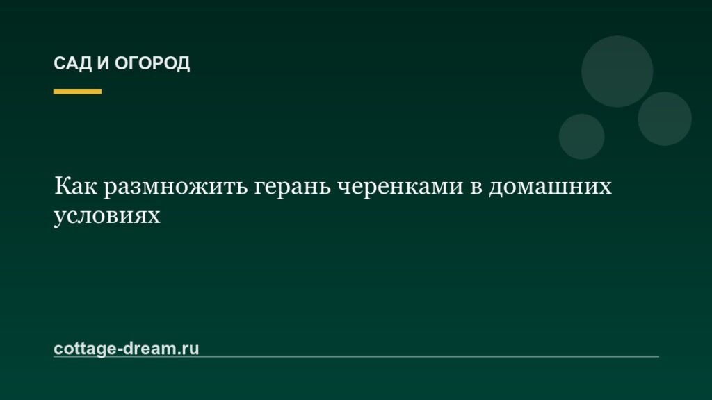 Как размножить герань черенками в домашних условиях