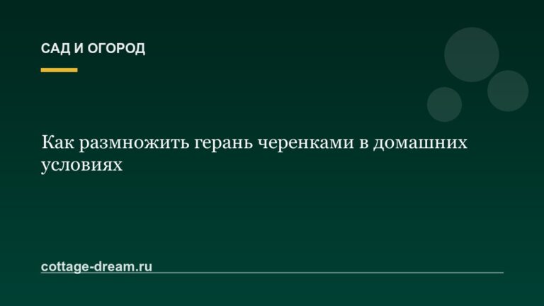 Как размножить герань черенками в домашних условиях
