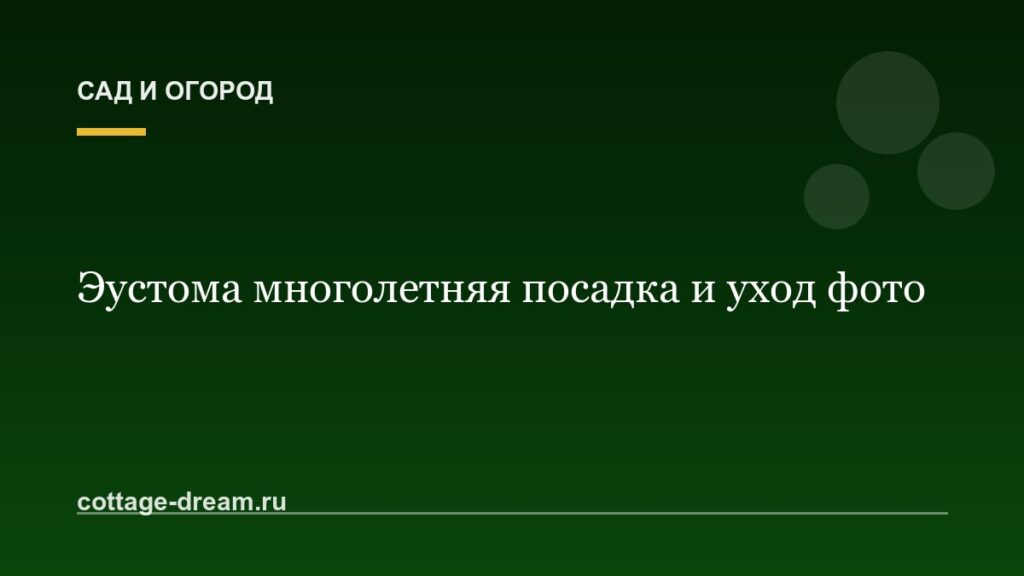 Эустома многолетняя посадка и уход фото