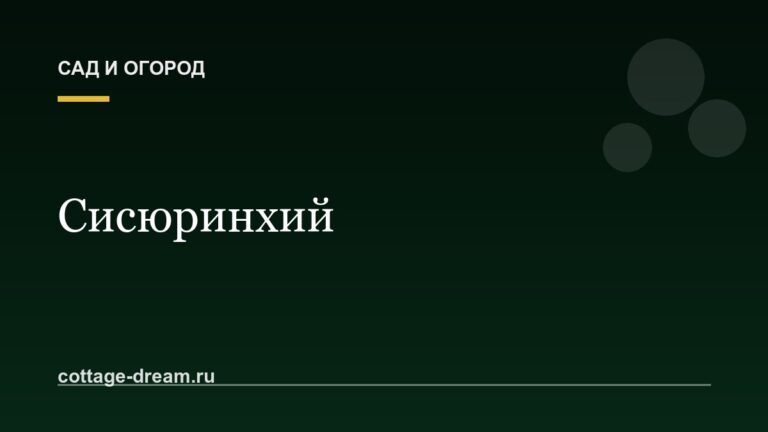 Сисюринхий