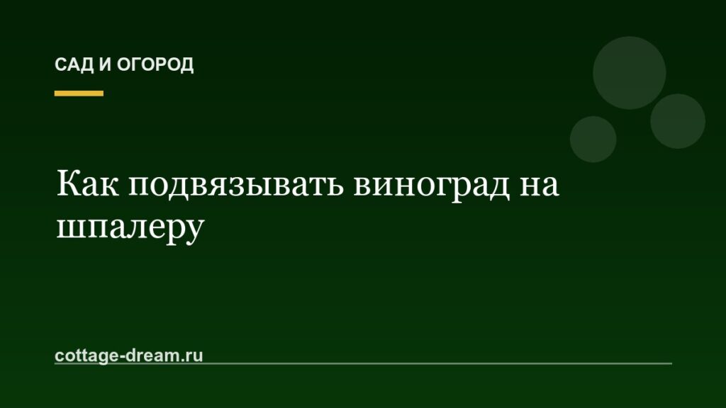 Как подвязывать виноград на шпалеру