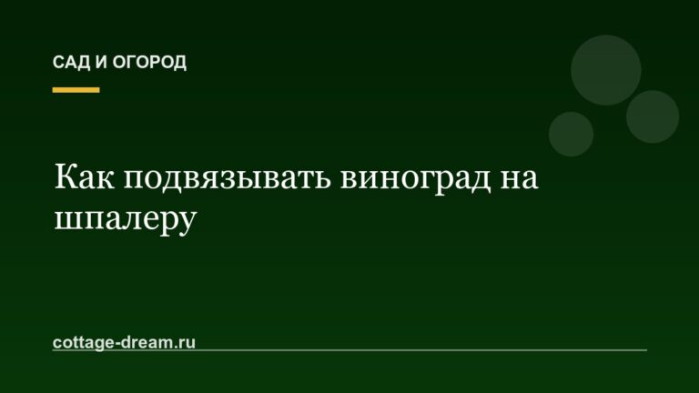 Как подвязывать виноград на шпалеру