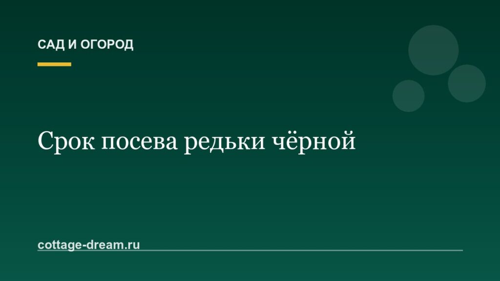 Срок посева редьки чёрной
