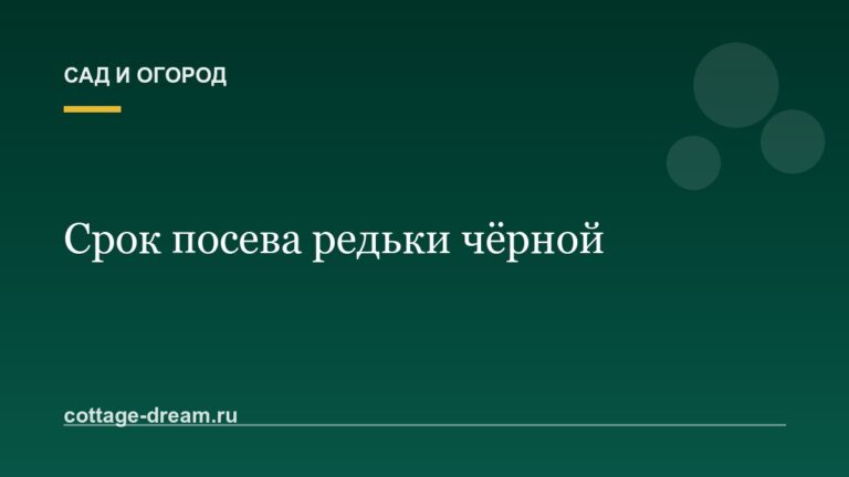 Срок посева редьки чёрной