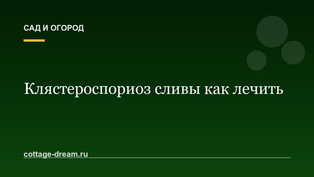 Клястероспориоз сливы как лечить