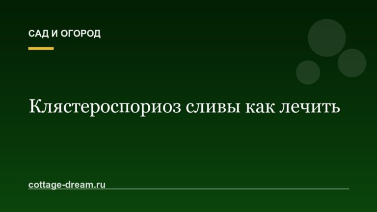 Клястероспориоз сливы как лечить