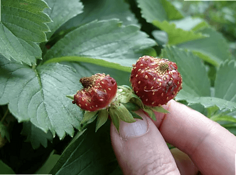Почему клубника мелкая и уродливая