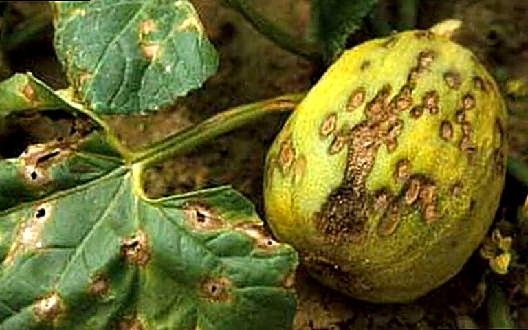 Болезни тыквы