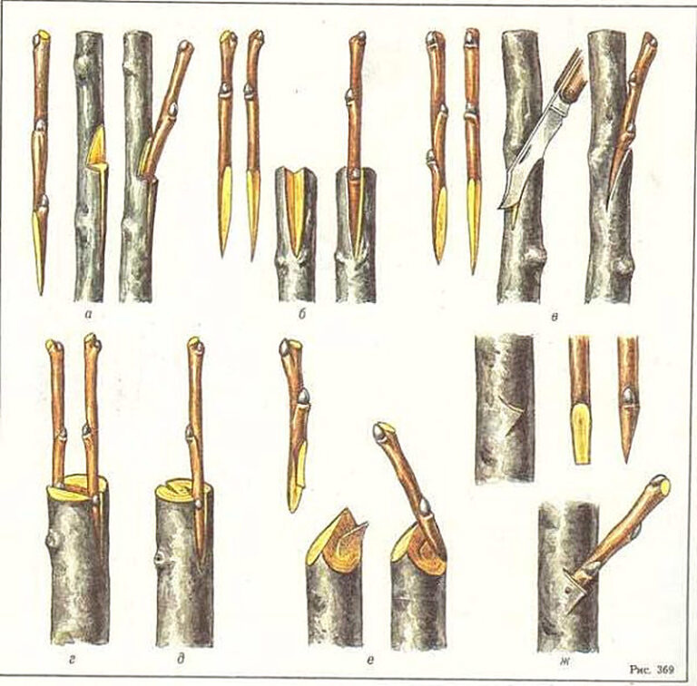 Как прививать плодовые деревья осенью