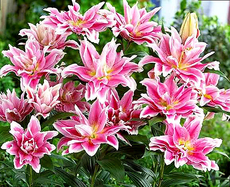 Когда сажать лилии осенью или весной