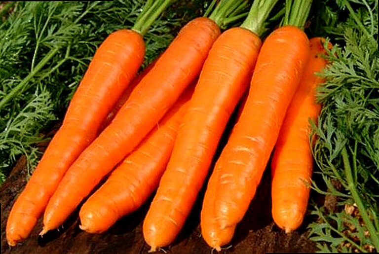 Можно ли сажать морковь под зиму