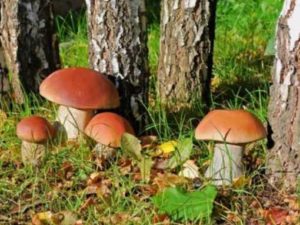 Подробнее о статье Выращивание белых грибов в домашних условиях