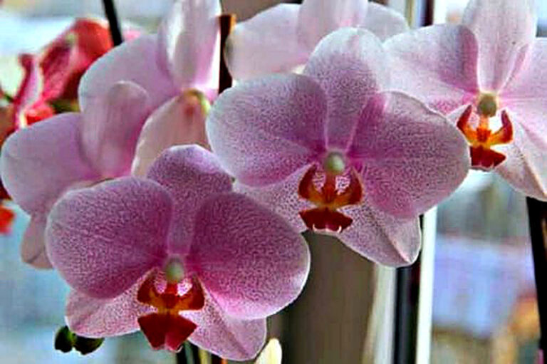 Орхидея энергетика цветка