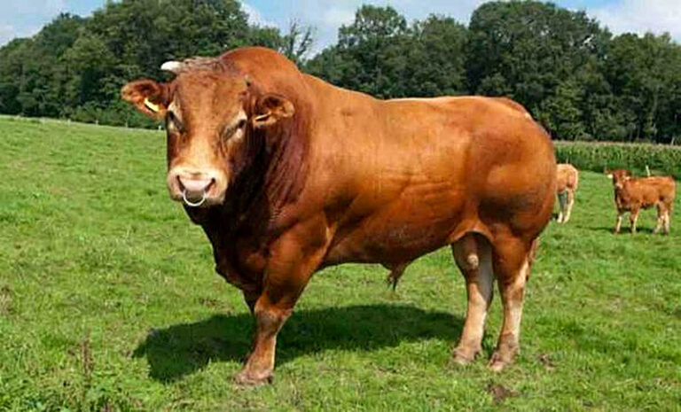 Как откормить бычка на мясо за короткое время