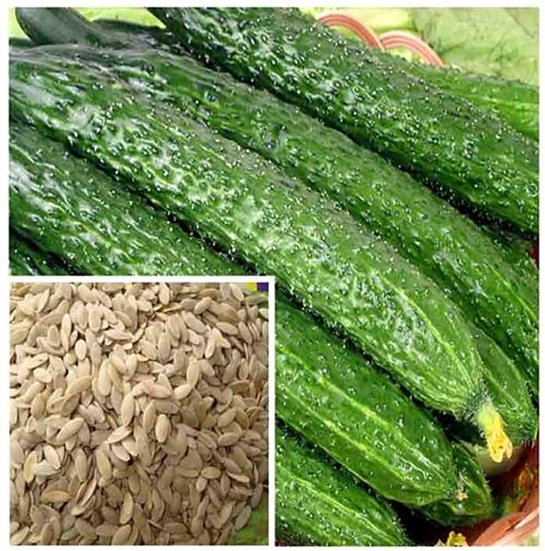 Как собрать семена огурцов в домашних условиях