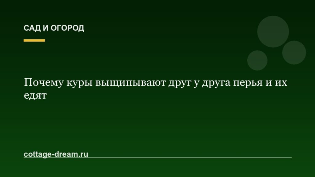 Почему куры выщипывают друг у друга перья и их едят