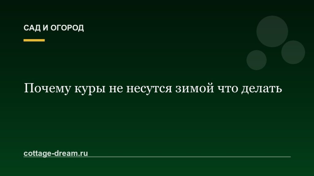 Почему куры не несутся зимой что делать