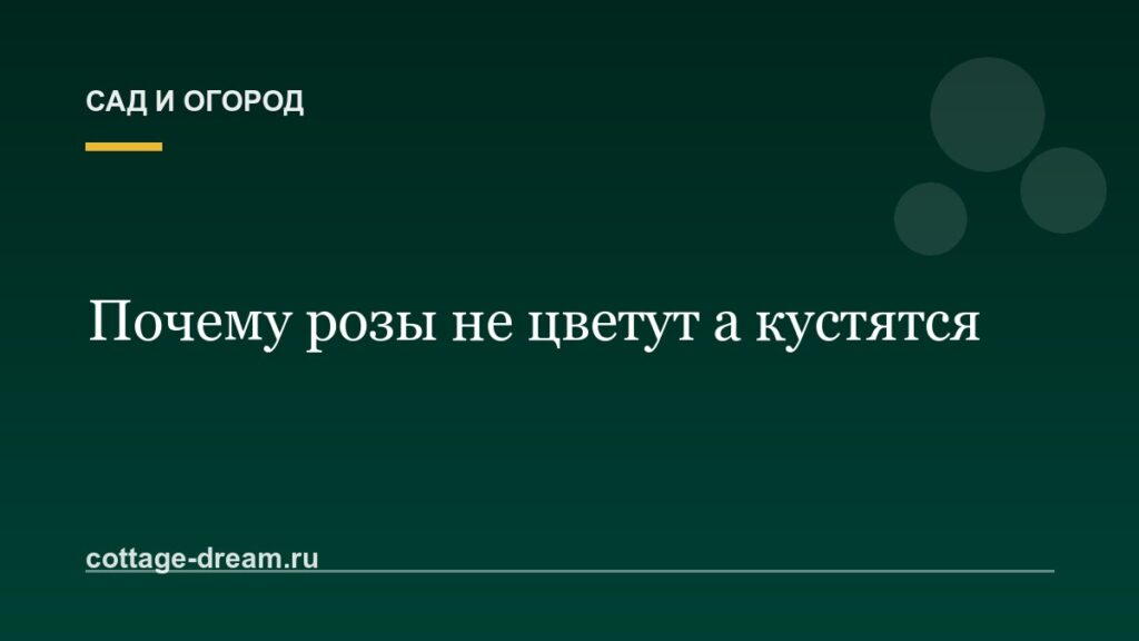 Почему розы не цветут а кустятся