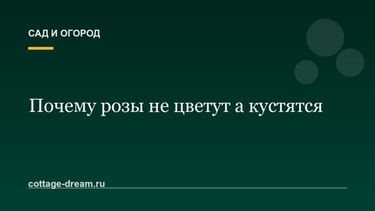 Почему розы не цветут а кустятся