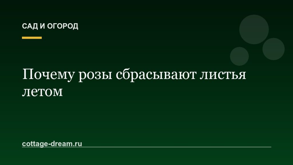 Почему розы сбрасывают листья летом