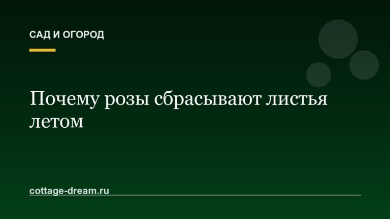 Почему розы сбрасывают листья летом