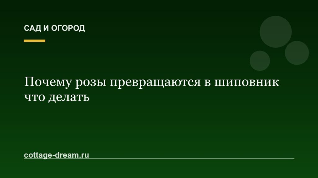 Почему розы превращаются в шиповник что делать