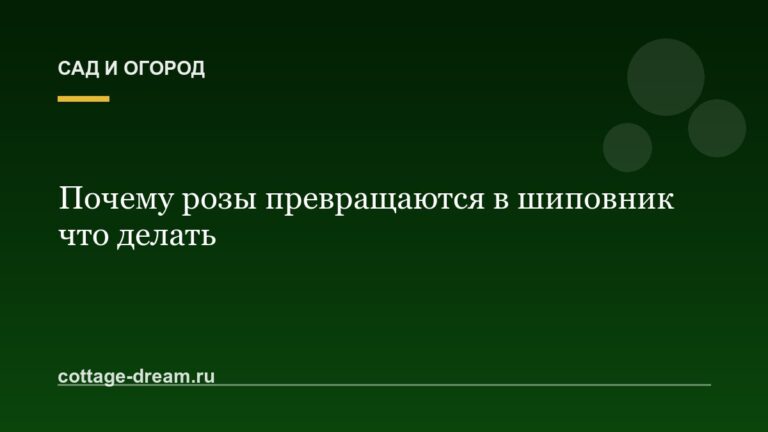 Почему розы превращаются в шиповник что делать