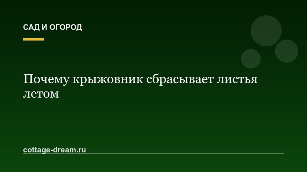 Почему крыжовник сбрасывает листья летом