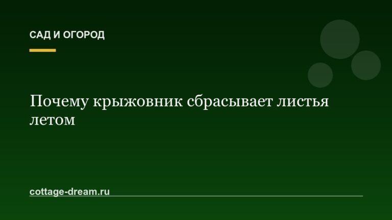 Почему крыжовник сбрасывает листья летом