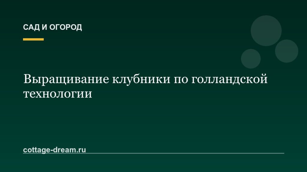 Выращивание клубники по голландской технологии