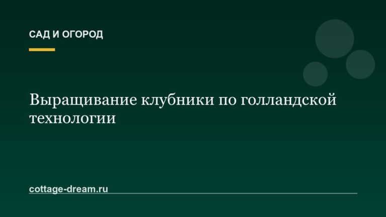 Выращивание клубники по голландской технологии