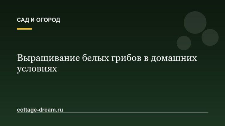 Выращивание белых грибов в домашних условиях
