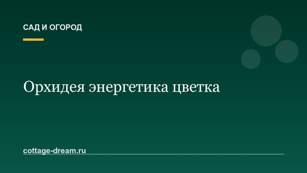 Орхидея энергетика цветка