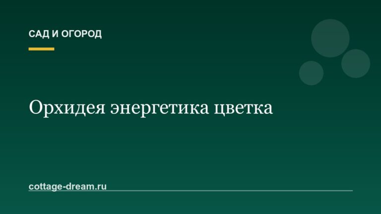 Орхидея энергетика цветка