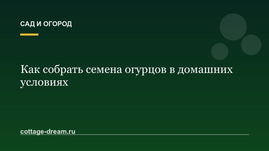 Как собрать семена огурцов в домашних условиях