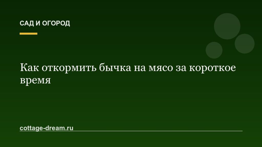 Как откормить бычка на мясо за короткое время