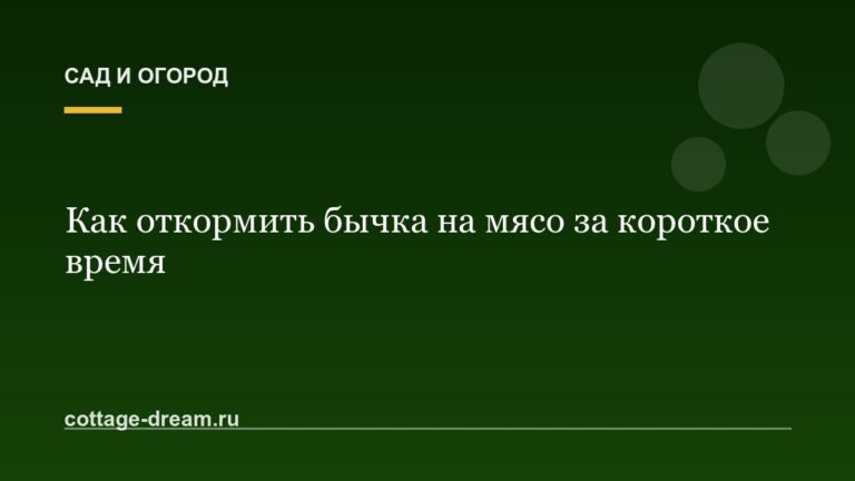 Как откормить бычка на мясо за короткое время