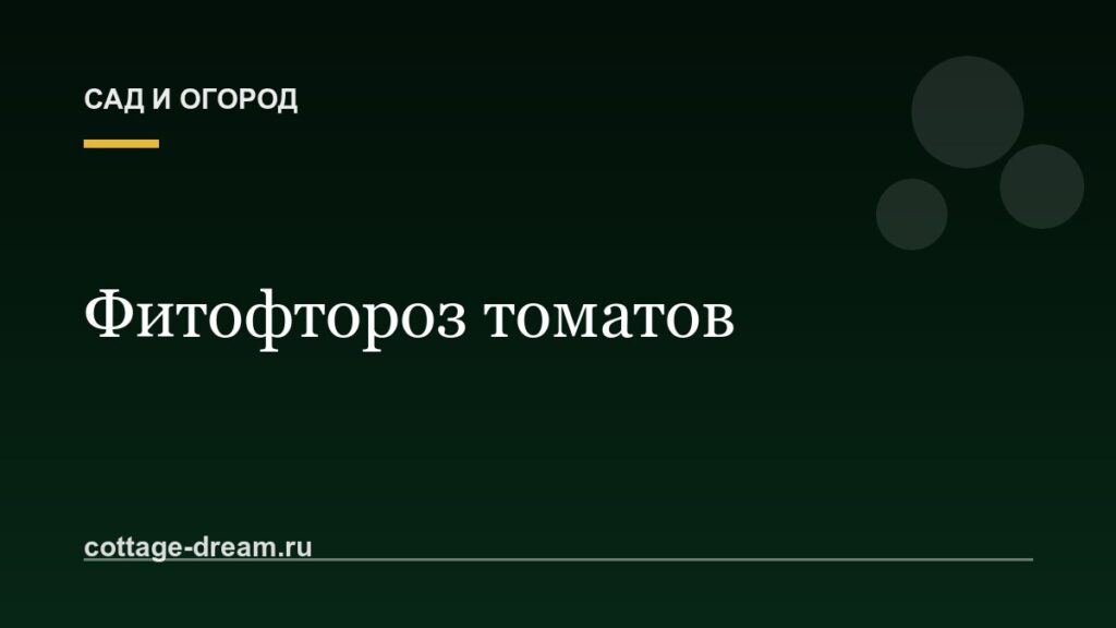 Фитофтороз томатов: признаки, лечение и профилактика