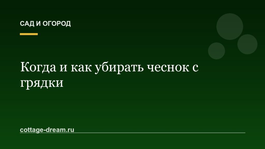 Когда и как убирать чеснок с грядки